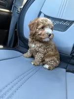 Toy Lila , a female Poodle - Toy  for sale in Philadelphia, PA – 1 of 4