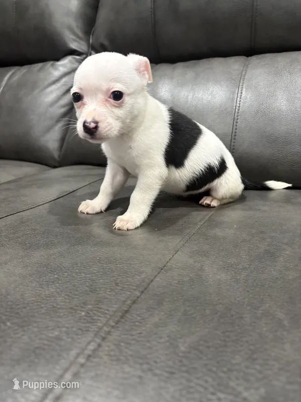 Betsy  – Pembroke Welsh Corgi, Chihuahua puppy for sale in Philadelphia, PA