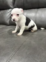 Betsy , a female Pembroke Welsh Corgi and Chihuahua for sale in Philadelphia, PA – 1 of 4