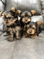 Chanel, a female Yorkshire Terrier for sale in Philadelphia, PA – 3 of 3