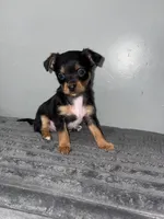 Rollo , a male Chihuahua and Yorkshire Terrier for sale in Philadelphia, PA – Photo 3 of 3