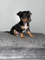 Rollo , a male Chihuahua and Yorkshire Terrier for sale in Philadelphia, PA – Photo 1 of 3