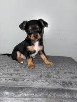 Rollo , a male Chihuahua and Yorkshire Terrier for sale in Philadelphia, PA – Photo 2 of 3