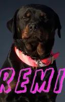 Tank, a female Rottweiler for sale in Philadelphia, PA – 5 of 5