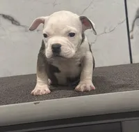 Pocket bully , a male American Bully for sale in Philadelphia, PA – 1 of 1