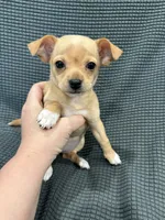 Darla, a female Chihuahua for sale in Philadelphia, PA – 2 of 5