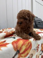 Noah , a female Poodle - Toy  for sale in Philadelphia, PA – 3 of 3