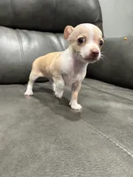 Tino, a male Chihuahua for sale in Philadelphia, PA – 2 of 4