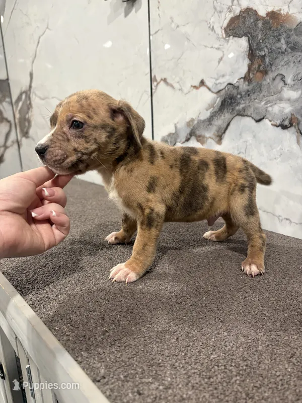 Tinder – American Bully puppy for sale in Philadelphia, PA