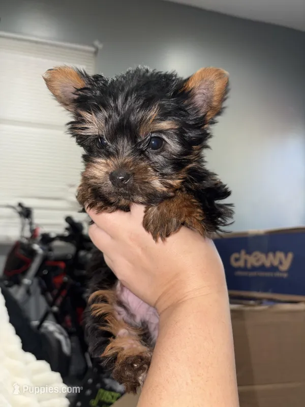 Teacup max – Yorkshire Terrier puppy for sale in Philadelphia, PA