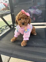 Candy, a female Poodle - Toy  for sale in Philadelphia, PA – 5 of 5