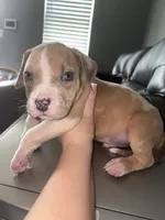 Merle Marley , a male American Bully for sale in Philadelphia, PA – 3 of 6