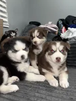 Reds , a  Siberian Husky for sale in Philadelphia, PA – Photo 3 of 3