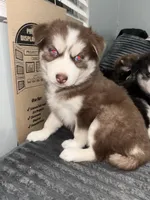 Reds , a  Siberian Husky for sale in Philadelphia, PA – Photo 1 of 3