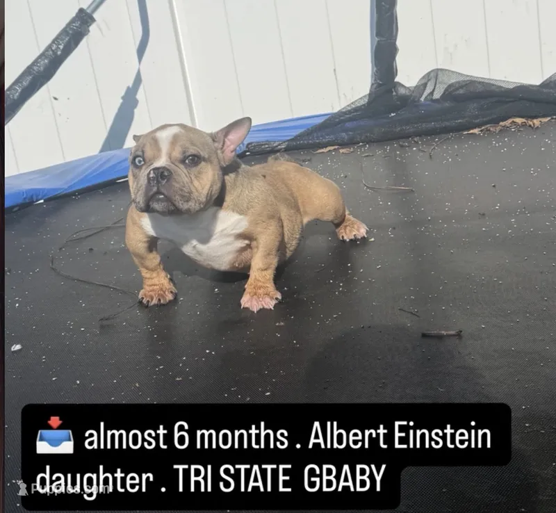 Carmella – American Bully puppy for sale in Philadelphia, PA