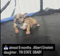 Carmella, a female American Bully for sale in Philadelphia, PA – 1 of 4