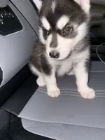 Zoey , a female Siberian Husky for sale in Philadelphia, PA – 2 of 4