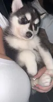 Zoey , a female Siberian Husky for sale in Philadelphia, PA – 3 of 4