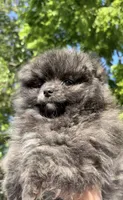 Brindle toy size , a male Pomeranian for sale in Philadelphia, PA – 2 of 6