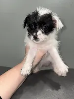 Joy, a female Jack Russell Terrier and Shih Tzu for sale in Philadelphia, PA – Photo 2 of 2