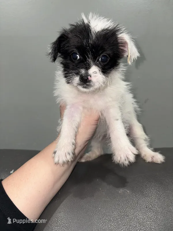 Joy – Jack Russell Terrier, Shih Tzu puppy for sale in Philadelphia, PA
