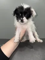 Joy, a female Jack Russell Terrier and Shih Tzu for sale in Philadelphia, PA – Photo 1 of 2