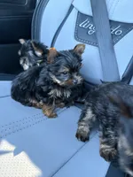 Teacup nylon, a male Yorkshire Terrier for sale in Philadelphia, PA – 3 of 3