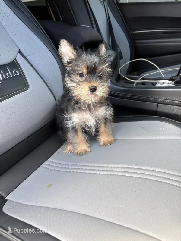 Prince  – Yorkshire Terrier puppy for sale in Philadelphia, PA