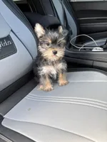 Prince , a male Yorkshire Terrier for sale in Philadelphia, PA – 1 of 3