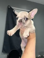 Jalexiiii, a female French Bulldog for sale in Philadelphia, PA – 3 of 8