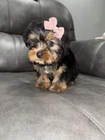 Nova , a female Yorkshire Terrier for sale in Philadelphia, PA – 3 of 3