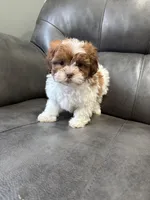 Axel, a male Bichon Frise and Shih Tzu for sale in Philadelphia, PA – Photo 2 of 3