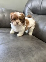 Axel, a male Bichon Frise and Shih Tzu for sale in Philadelphia, PA – Photo 3 of 3