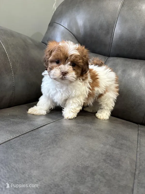 Axel – Bichon Frise, Shih Tzu puppy for sale in Philadelphia, PA