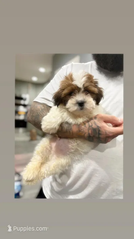Axel – Bichon Frise, Shih Tzu puppy for sale in Philadelphia, PA