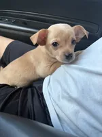 Darla, a female Chihuahua for sale in Philadelphia, PA – 4 of 5