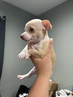 Tino, a male Chihuahua for sale in Philadelphia, PA – 4 of 4