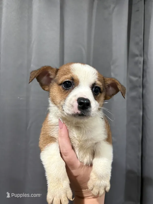 Lui  – Pembroke Welsh Corgi, Chihuahua puppy for sale in Philadelphia, PA