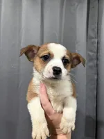 Lui , a female Pembroke Welsh Corgi and Chihuahua for sale in Philadelphia, PA – 1 of 2