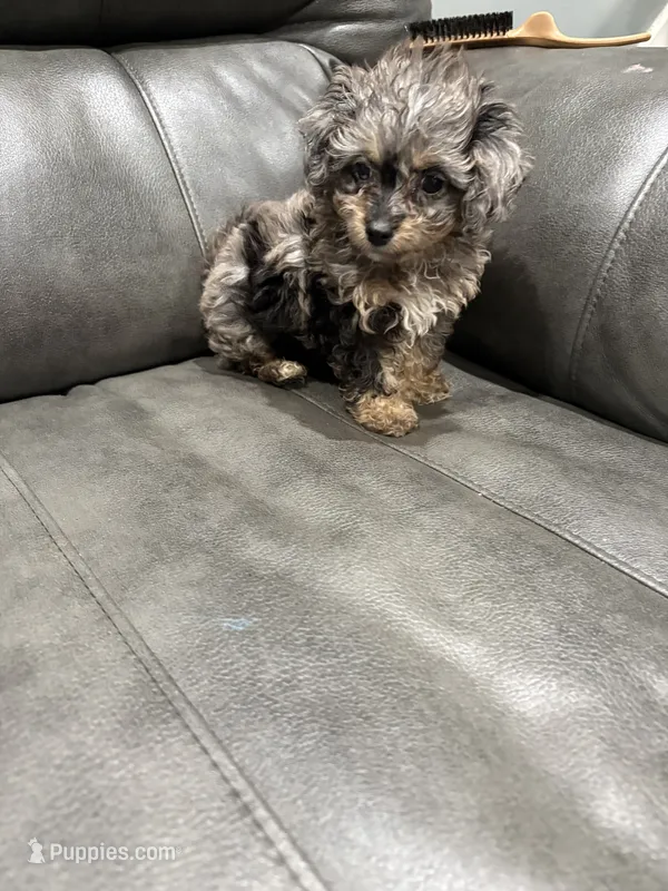 Toy poo – Poodle - Toy  puppy for sale in Philadelphia, PA