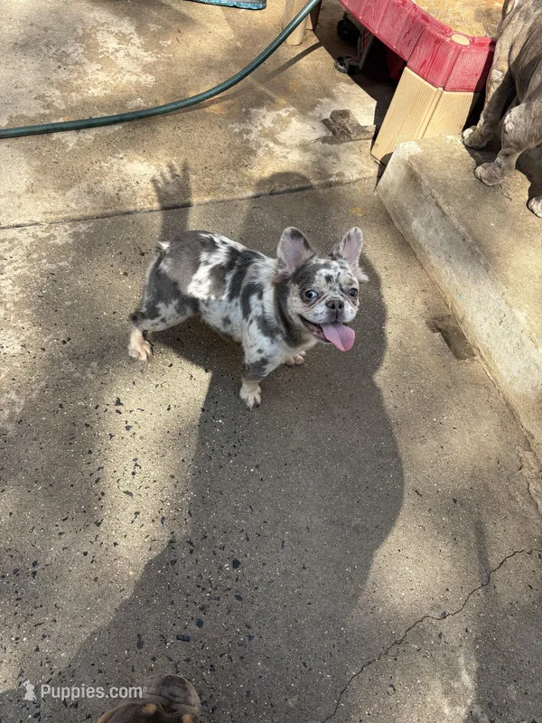 Merle – French Bulldog puppy for sale in Philadelphia, PA