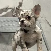 Merle, a female French Bulldog for sale in Philadelphia, PA – Photo 3 of 7