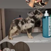 Merle, a female French Bulldog for sale in Philadelphia, PA – Photo 7 of 7