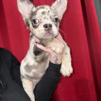 Merle, a female French Bulldog for sale in Philadelphia, PA – Photo 5 of 7