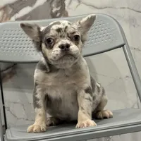 Merle, a female French Bulldog for sale in Philadelphia, PA – Photo 1 of 7