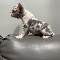 Merle, a female French Bulldog for sale in Philadelphia, PA – Photo 4 of 7