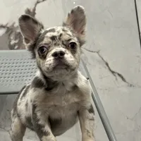 Merle, a female French Bulldog for sale in Philadelphia, PA – Photo 2 of 7