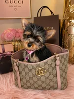 Dior *toy*, a female Yorkshire Terrier for sale in Philadelphia, PA – 2 of 2