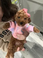 Candy, a female Poodle - Toy  for sale in Philadelphia, PA – 4 of 5