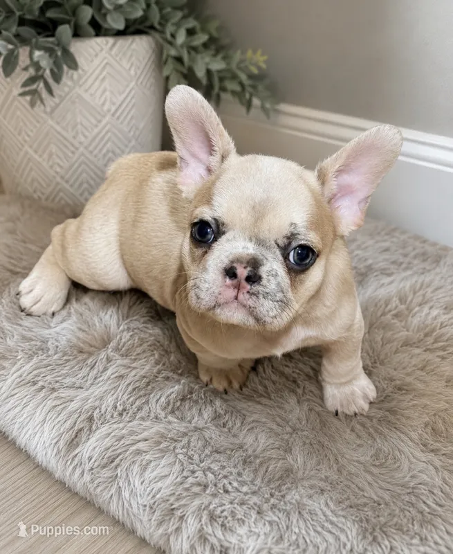 Jalexiiii – French Bulldog puppy for sale in Philadelphia, PA